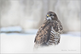 <p>KÁŇĚ LESNÍ (Buteo buteo) </p>